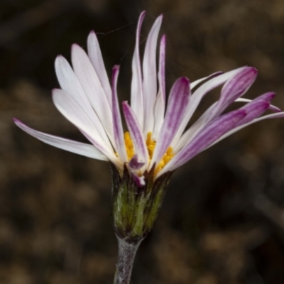 Celmisia sp. Pulchella (M.Gray & C.Totterdell 7079) Australian National Herbarium (Narrow-leaved Snow Daisy) at Cotter River, ACT - 30 Mar 2021 by DerekC