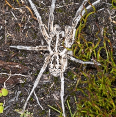 Tasmanicosa sp. (genus) (Unidentified Tasmanicosa wolf spider) at Cotter River, ACT - 30 Mar 2021 by DerekC