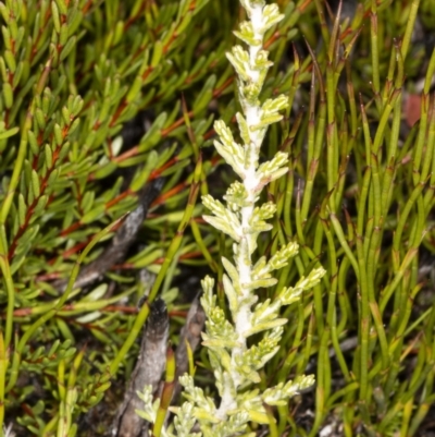 Ozothamnus cupressoides (Kerosine Bush) at Cotter River, ACT - 30 Mar 2021 by DerekC