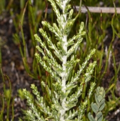 Ozothamnus cupressoides at Cotter River, ACT - 30 Mar 2021 12:21 PM