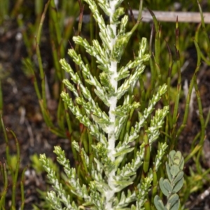 Ozothamnus cupressoides at Cotter River, ACT - 30 Mar 2021 12:21 PM