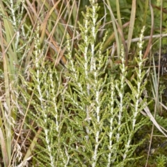 Ozothamnus cupressoides (Kerosine Bush) at Cotter River, ACT - 30 Mar 2021 by DerekC