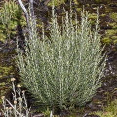 Ozothamnus cupressoides (Kerosine Bush) at Cotter River, ACT - 30 Mar 2021 by DerekC