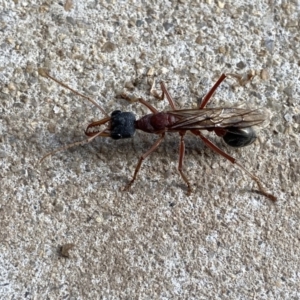 Myrmecia nigriceps at Googong, NSW - 30 Mar 2021