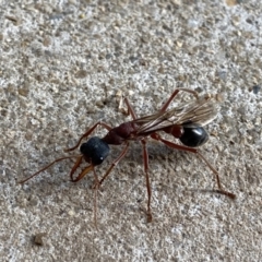 Myrmecia nigriceps at Googong, NSW - 30 Mar 2021