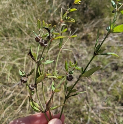 Opercularia hispida (Hairy Stinkweed) at Forde, ACT - 28 Mar 2021 by mainsprite