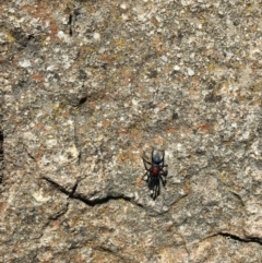 Missulena occatoria (Red-headed Mouse Spider) at Chapman, ACT - 31 Mar 2021 by EggShell