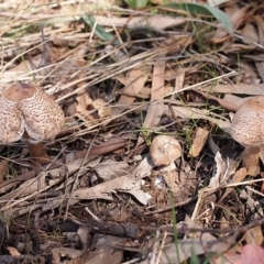 Macrolepiota clelandii (Macrolepiota clelandii) at Watson, ACT - 28 Mar 2021 by Heino1