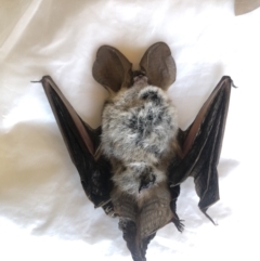 Nyctophilus sp. (genus) (A long-eared bat) at Boro, NSW - 31 Mar 2021 by mcleana