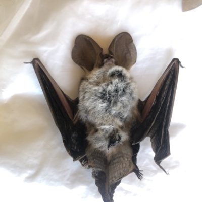 Nyctophilus sp. (genus) (A long-eared bat) at Boro, NSW - 31 Mar 2021 by mcleana