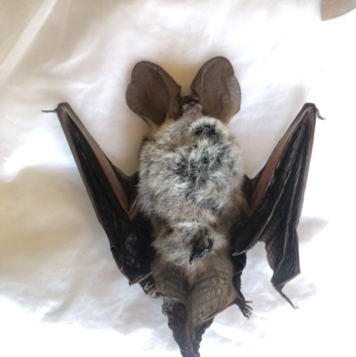 Nyctophilus sp. (genus) (A long-eared bat) at Boro, NSW - 1 Apr 2021 by mcleana