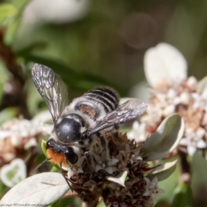 Megachile (Eutricharaea) maculariformis at Acton, ACT - 30 Mar 2021 11:23 AM