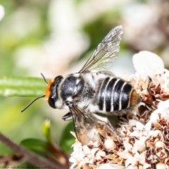 Megachile (Eutricharaea) maculariformis at Acton, ACT - 30 Mar 2021 11:23 AM