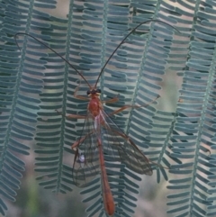 Ichneumonidae (family) (Unidentified ichneumon wasp) at Throsby, ACT - 30 Mar 2021 by Ned_Johnston