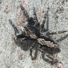 Clynotis severus (Stern Jumping Spider) at Forde, ACT - 30 Mar 2021 by NedJohnston