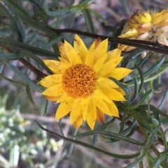 Xerochrysum viscosum (Sticky Everlasting) at Throsby, ACT - 29 Mar 2021 by Ned_Johnston