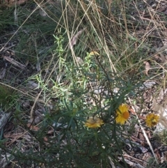 Xerochrysum viscosum at Throsby, ACT - 30 Mar 2021