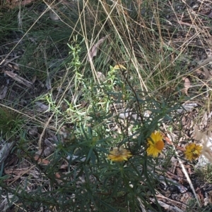 Xerochrysum viscosum at Throsby, ACT - 30 Mar 2021