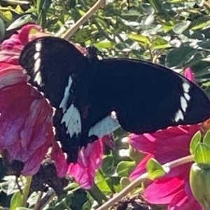 Papilio aegeus at Bellmount Forest, NSW - 31 Mar 2021 03:38 PM