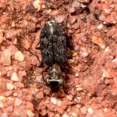 Scopodes sp. (genus) (Predaceous ground beetle) at Downer, ACT - 30 Mar 2021 by Roger