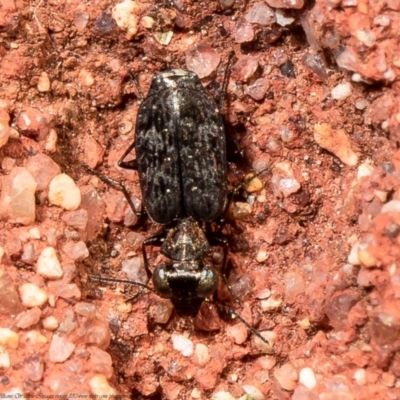 Scopodes sp. (genus) (Predaceous ground beetle) at Downer, ACT - 31 Mar 2021 by Roger