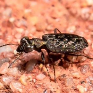 Scopodes sp. (genus) at Downer, ACT - 31 Mar 2021