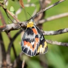 Delias harpalyce (Imperial Jezebel) at Acton, ACT - 30 Mar 2021 by Roger