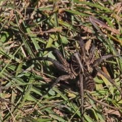 Tasmanicosa sp. (genus) (Tasmanicosa wolf spider) at Paddys River, ACT - 31 Mar 2021 by BarrieR