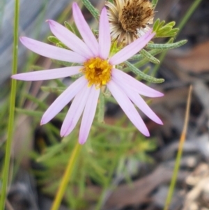 Olearia tenuifolia at Bruce, ACT - 31 Mar 2021