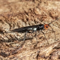 Callibracon capitator (White Flank Black Braconid Wasp) at Acton, ACT - 31 Mar 2021 by Roger