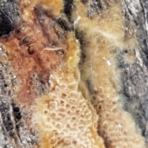 Coltriciella tasmanica at Bruce, ACT - 31 Mar 2021