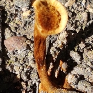 Coltricia sp. at Undefined Area - 31 Mar 2021 03:30 PM
