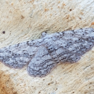 Didymoctenia exsuperata (Thick-lined Bark Moth) at Bruce, ACT - 31 Mar 2021 by tpreston