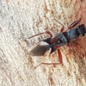 Daerlac cephalotes at Downer, ACT - 31 Mar 2021