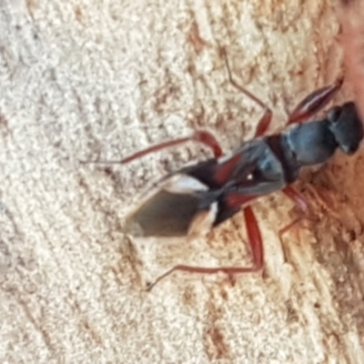 Daerlac cephalotes (Ant Mimicking Seedbug) at Downer, ACT - 31 Mar 2021 by tpreston