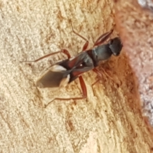 Daerlac cephalotes at Downer, ACT - 31 Mar 2021