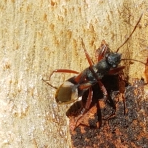 Daerlac cephalotes at Downer, ACT - 31 Mar 2021