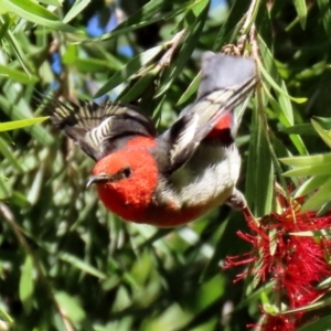 Myzomela sanguinolenta at Acton, ACT - 31 Mar 2021