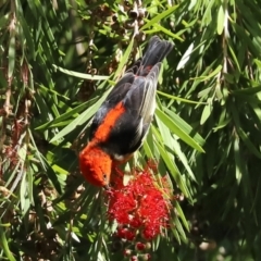 Myzomela sanguinolenta at Acton, ACT - 31 Mar 2021