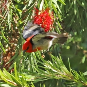 Myzomela sanguinolenta at Acton, ACT - 31 Mar 2021