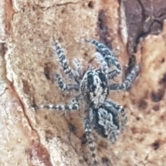 Clynotis severus (Stern Jumping Spider) at Downer, ACT - 31 Mar 2021 by trevorpreston