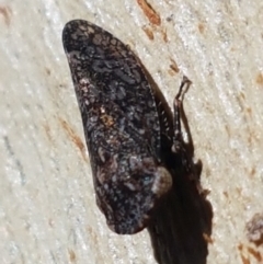 Smicrocotis sp. (genus) (A leafhopper) at Bruce, ACT - 31 Mar 2021 by trevorpreston