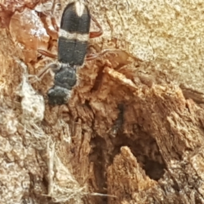 Lemidia accincta (Clerid beetle) at Bruce, ACT - 31 Mar 2021 by tpreston