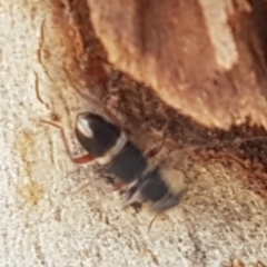 Lemidia accincta at Bruce, ACT - 31 Mar 2021 03:39 PM