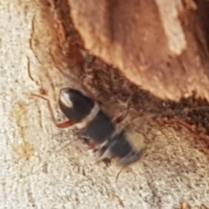 Lemidia accincta at Bruce, ACT - 31 Mar 2021 03:39 PM