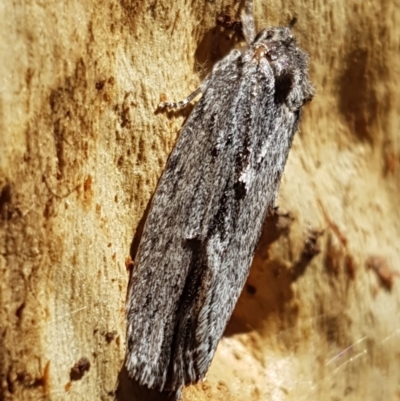 Agriophara platyscia (A Concealer moth) at Bruce, ACT - 31 Mar 2021 by tpreston