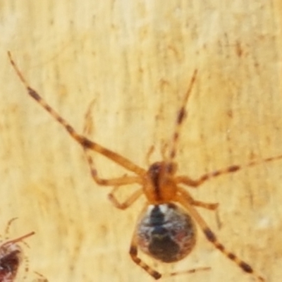 Cryptachaea veruculata (Diamondback comb-footed spider) at Bruce, ACT - 31 Mar 2021 by trevorpreston