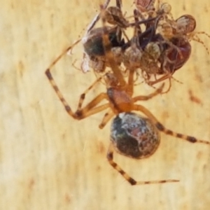 Cryptachaea veruculata at Bruce, ACT - 31 Mar 2021