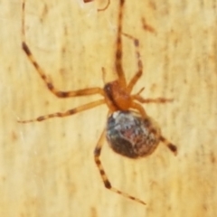 Cryptachaea veruculata at Bruce, ACT - 31 Mar 2021