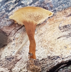 Coltricia sp. at Bruce, ACT - 31 Mar 2021